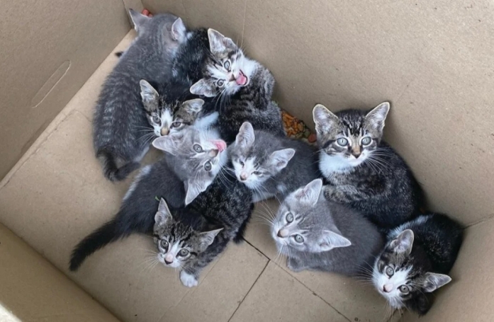 Alors qu'il travaillait, un homme sauve 9 chatons abandonnés dans un carton