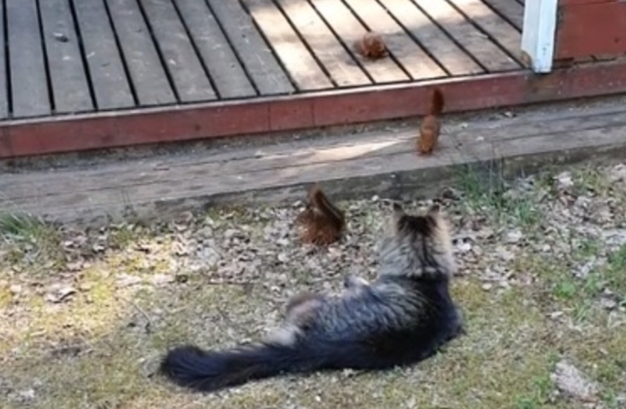 Ce chat réagit de manière amicale lorsque 3 écureuils roux s'approchent de lui (vidéo)