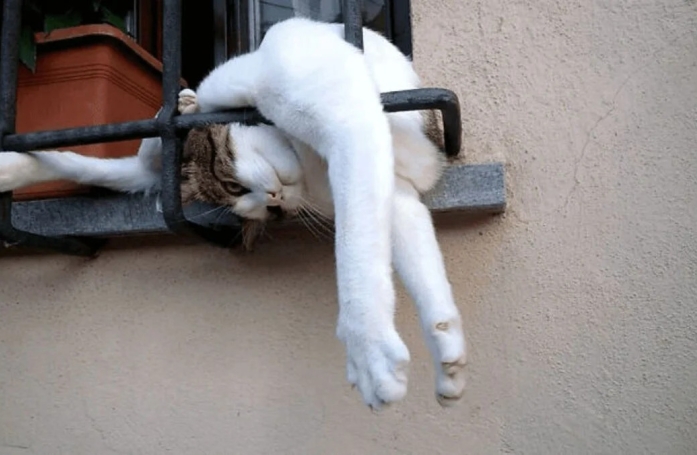 18 photos de chats et de chiens dont le comportement sort de l’ordinaire