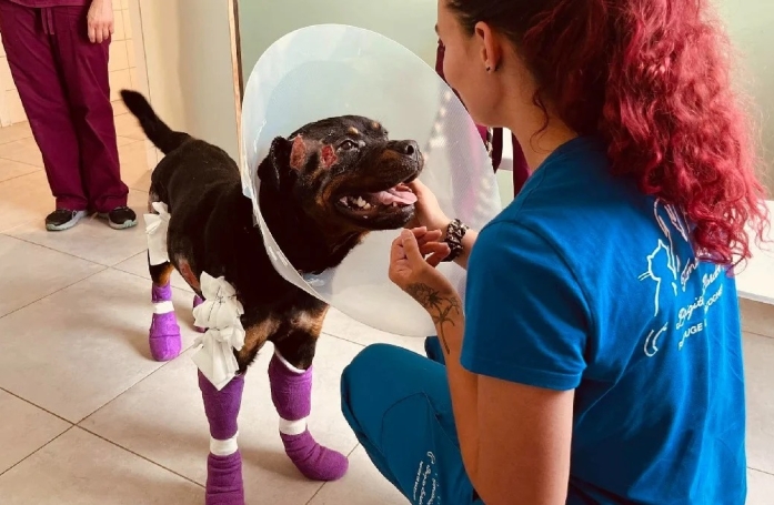Jugé pour acte de cruauté envers un animal domestique, l’ancien propriétaire de ce Rottweiler maltraité est condamné à une peine de prison ferme