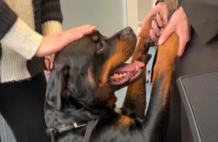L'émerveillement d'un Rottweiler qui accompagne sa maîtresse au travail pour la première fois (vidéo)