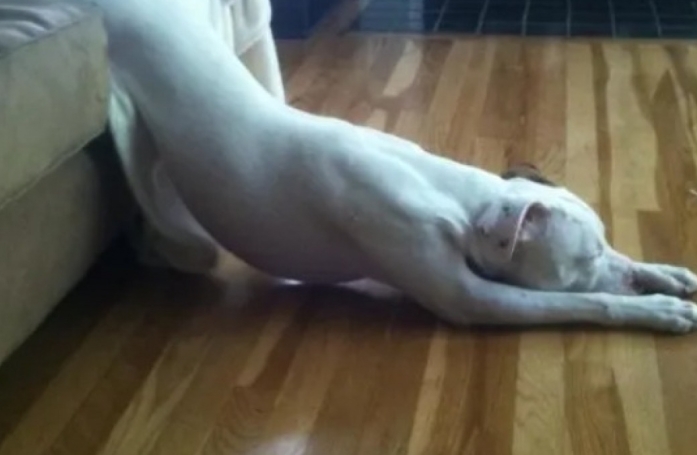 14 photos de chiens qui n’ont pas pu résister à l’appel du sommeil