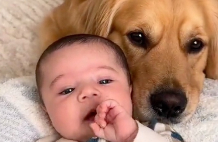 Depuis leur première rencontre, ce Golden Retriever et son petit frère humain sont les meilleurs amis du monde (vidéo)