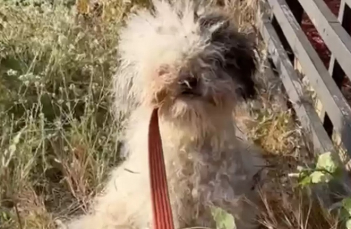 En plein toilettage d'une chienne errante qu'il vient de sauver, un couple découvre qu'elle s'apprête à donner naissance à 7 chiots