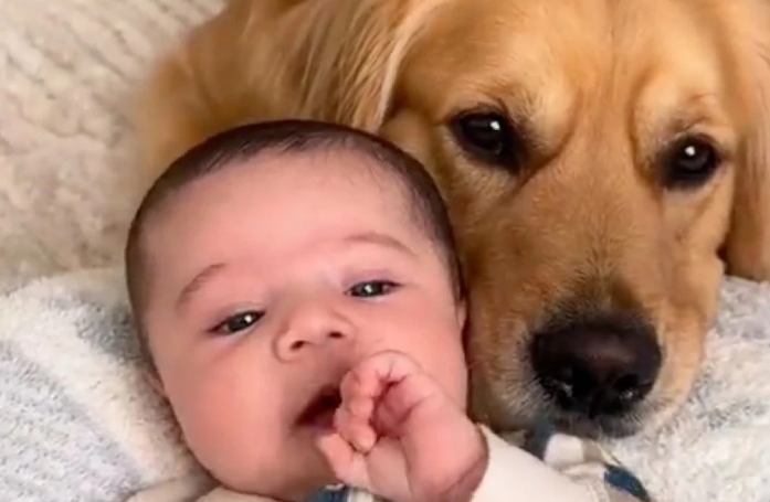 Un Golden Retriever et un bébé forment un duo inséparable et attendrissant (vidéo)
