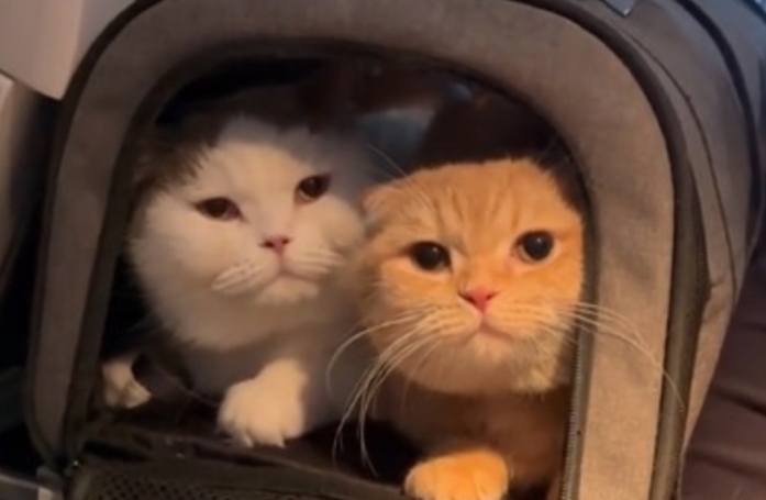Ces 3 chats globe-trotters adorent voyager en avion (vidéo)