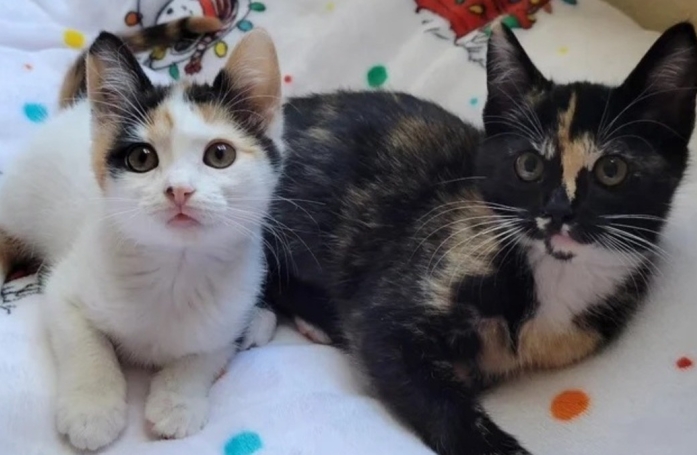 Deux chatons développent une amitié indéfectible grâce à leur famille d'accueil