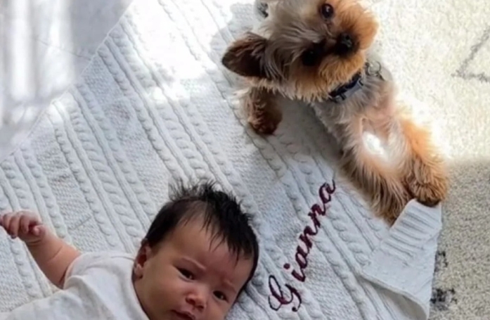 Un Yorkshire Terrier nommé Godzilla devient le protecteur adorable de sa petite sœur humaine
