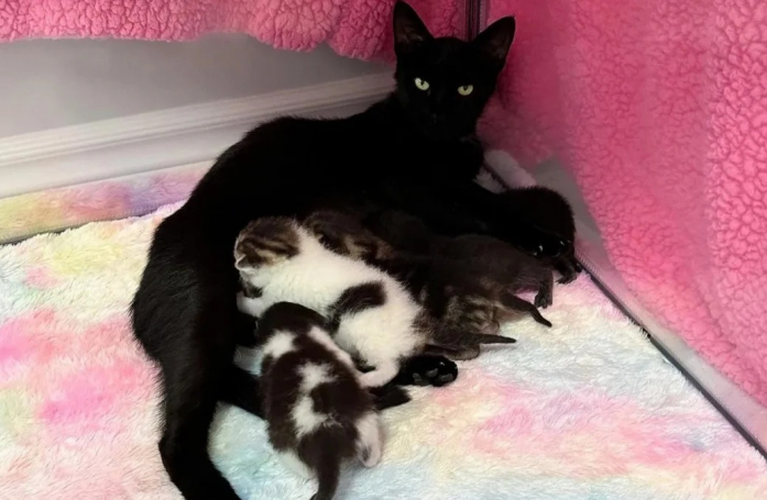 Une chatte et ses cinq chatons sauvés de la rue et traités contre une grave infestation de puce avant de connaître la joie d'un foyer