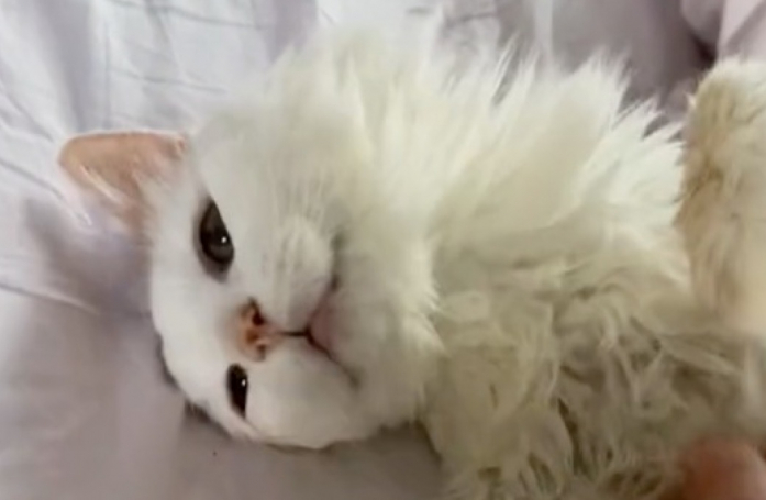 Ce chat de 22 ans a retrouvé toute sa vigueur après son adoption (vidéo)