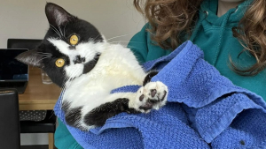 Illustration : "Cette femme pensait recueillir un chat calme, c'est finalement une tempête qui a envahi son domicile"