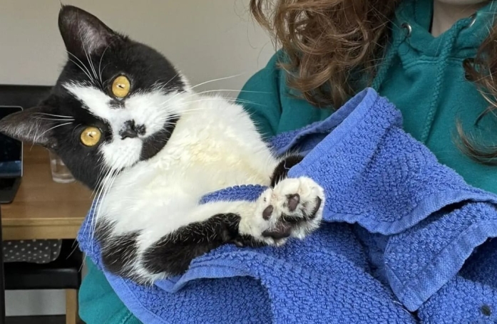 Cette femme pensait recueillir un chat calme, c'est finalement une tempête qui a envahi son domicile
