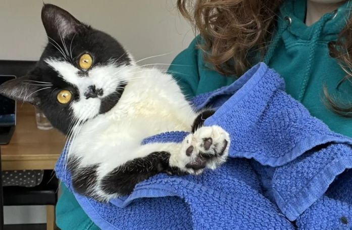 Cette femme pensait recueillir un chat calme, c'est finalement une tempête qui a envahi son domicile