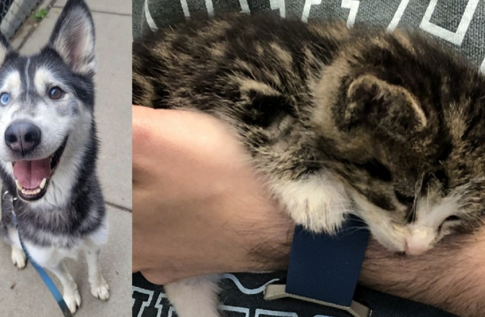 Un Husky sauve la vie d'un chaton anémié grâce à une transfusion de sang