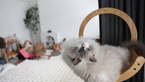 Illustration : "Une femme cache son chat considéré comme