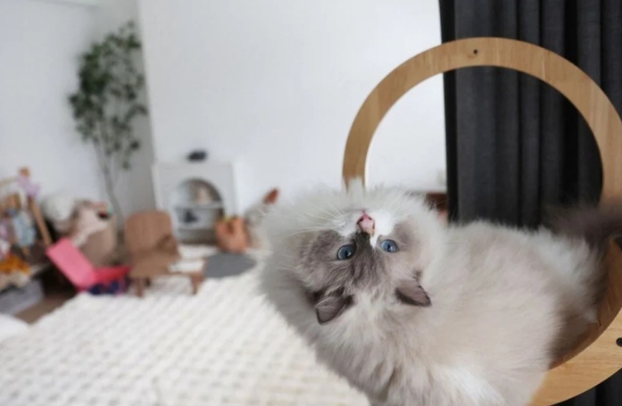 Une femme cache son chat considéré comme 