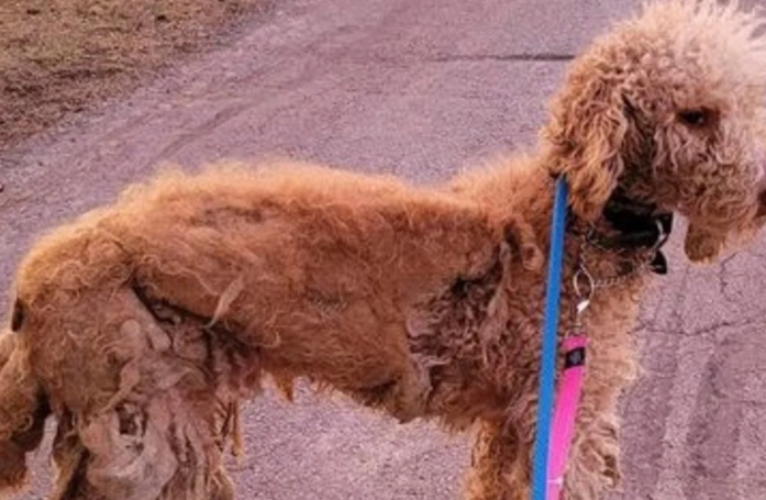 Un caniche errant en mauvais état est sauvé et transformé grâce à l'intervention de 2 Golden Retrievers