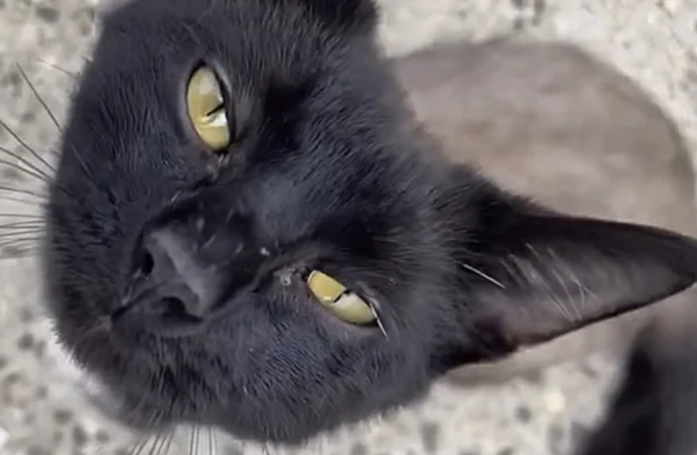 Ce chat errant qui avait perdu ses poils s'est trouvé un nouvel ami qui a changé sa vie