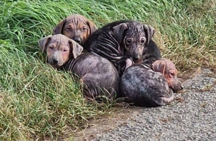 Des ouvriers appellent leur employeur pour le prévenir qu'ils auront du retard afin de sauver la vie de 7 chiots abandonnés et malades