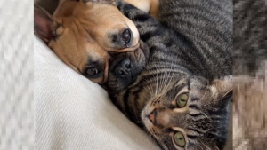 Illustration : "Ces 2 colocataires adoptent respectivement un chien et un chat en espérant qu'ils s'entendent (vidéo)"