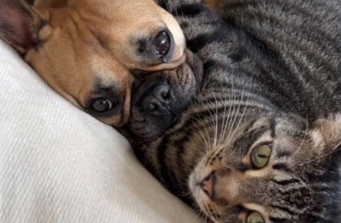 Ces 2 colocataires adoptent respectivement un chien et un chat en espérant qu'ils s'entendent (vidéo)