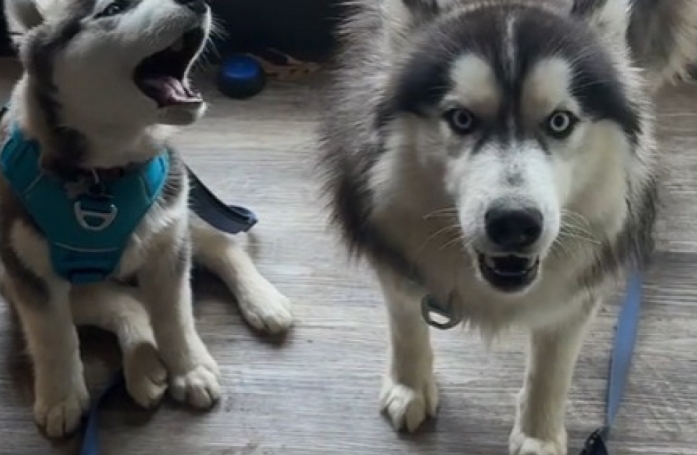 Fidèles à leur race, ces 2 Huskies chantent de joie à l'idée d'aller se promener (vidéo)