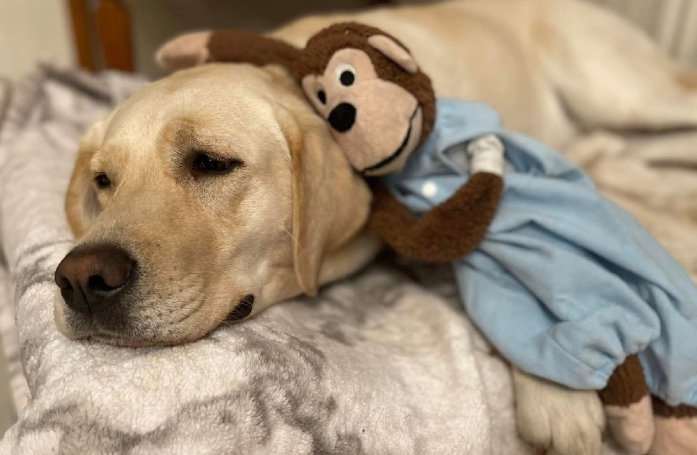 Une femelle Labrador se prend d'amour pour un singe en peluche abandonné et ne veut plus s'en séparer