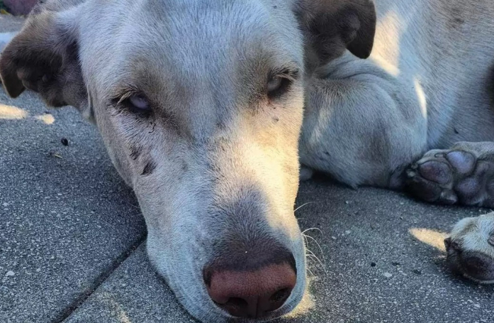 Un chien errant désorienté est sauvé de justesse alors qu'une tempête allait s'abattre sur lui