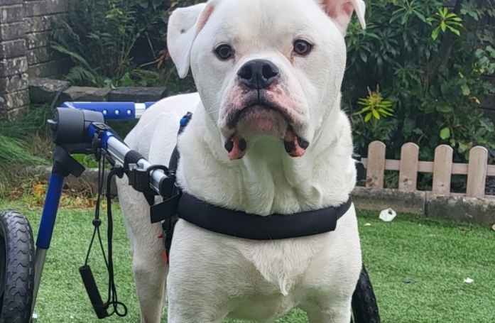 Un Bouledogue Américain sauvé d'une tumeur de la moelle épinière qui menaçait sa mobilité après une opération risquée