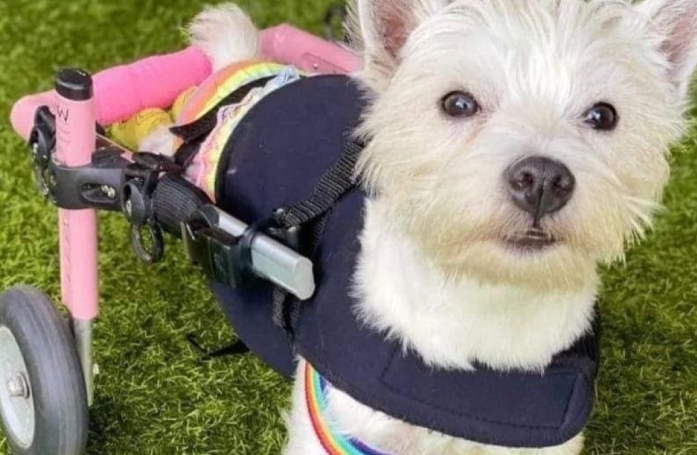 L'ironie cruelle pour une femme qui ne peut pas emmener son chien avec elle lors d'un voyage gagné dans une émission de télévision