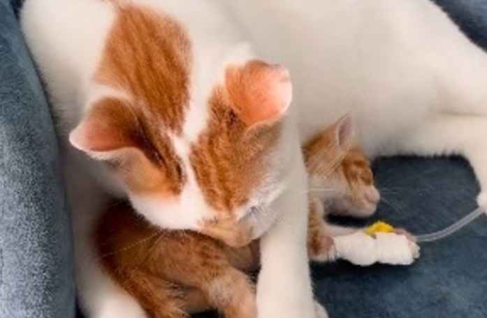 Ce chat câline les animaux d'une clinique vétérinaire alors qu'il a lui même été patient