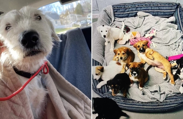 Cette chienne et ses 8 chiots se sont retrouvés 1 an et demi après avoir été adoptés dans des familles différentes