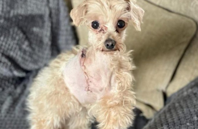 Cette chienne a 3 pattes n'a rien lâché malgré son passé difficile et espère une vie meilleure