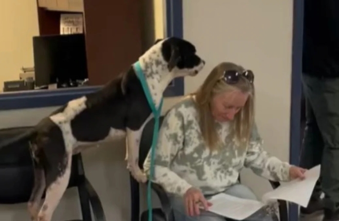 Cette chienne bout d'impatience alors que sa nouvelle maîtresse signe les papiers d'adoption (vidéo)