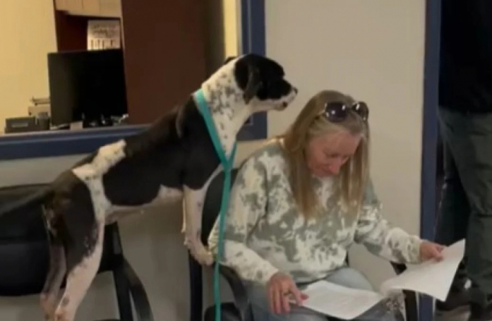 Cette chienne bout d'impatience alors que sa nouvelle maîtresse signe les papiers d'adoption (vidéo)