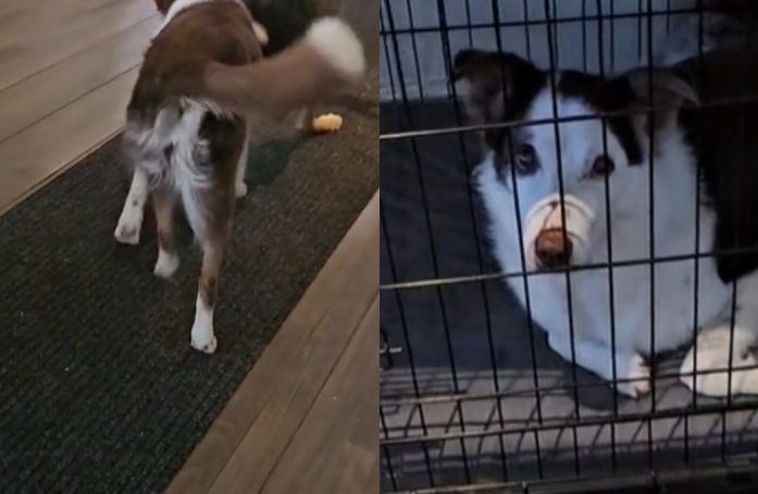 Malgré ses vieux os, cette chienne de 15 ans adore jouer avec son jeune frère (vidéo)