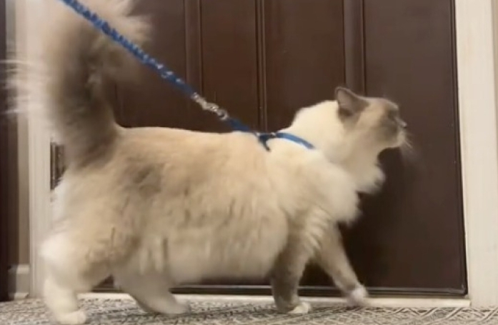 Ce chat pas comme les autres adore être promené en laisse (vidéo)