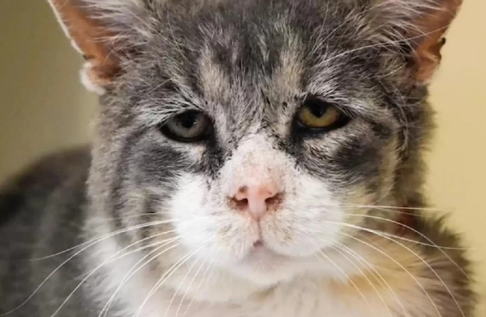 Après la rue et le refuge, ce chat au regard mélancolique trouve enfin le bonheur après 8 ans d'attente