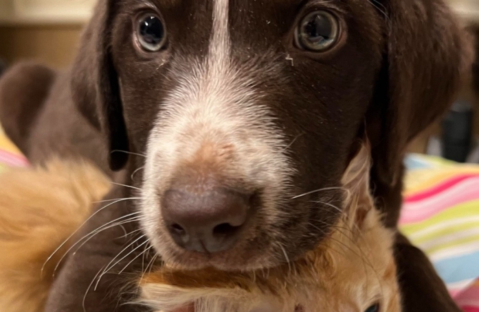Liés par les épreuves qu'ils ont traversé, ce chaton et ce chiot ne se lâchent plus dans l'unité des soins intensifs vétérinaires