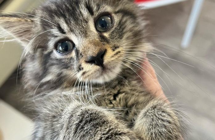 Cette petite chatte a bien choisi sa cachette puisqu'elle a reçu un accueil plein d'amour