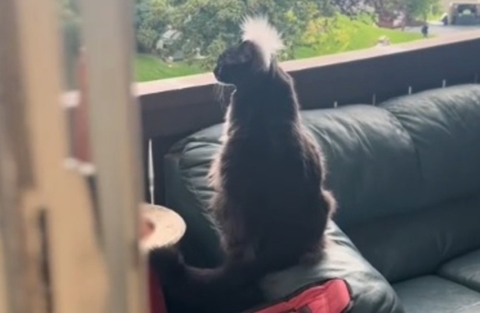 Les étonnantes touffes de poils de ce chat lui donnent le pouvoir de prédire la météo (vidéo)
