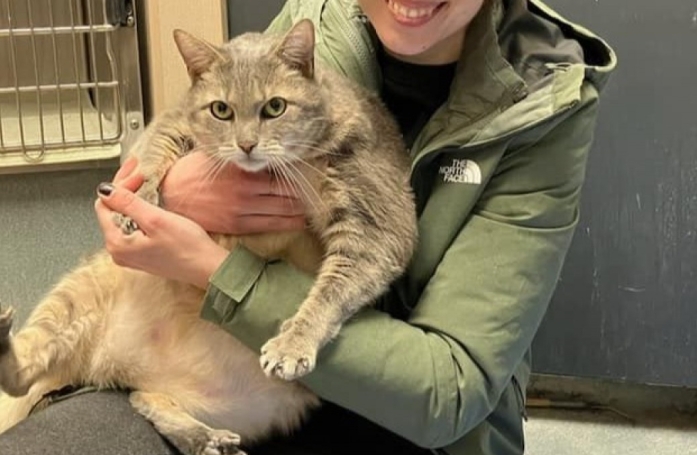 Ce chat obèse au caractère glacial cache une douceur qui ne demande qu'à être révélée par sa prochaine famille
