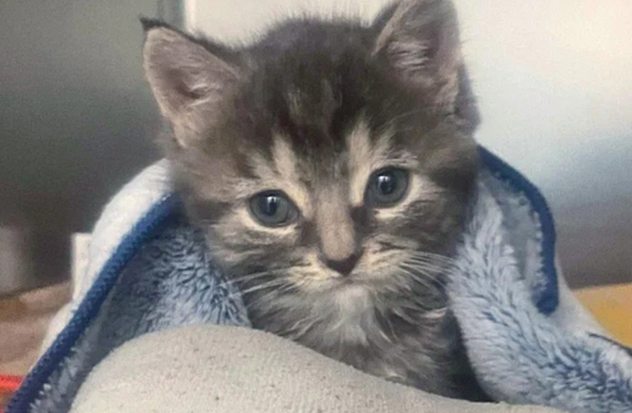 Se battant pour rester en vie, ce chaton a été récompensé de ses efforts en rencontrant une super mamie