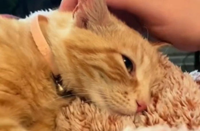 Une bénévole dévouée se spécialise dans le sauvetage des chats roux depuis 3 ans (vidéo)