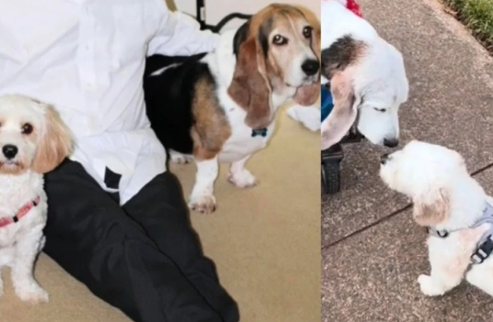 Ces 2 vieux amis chiens se retrouvent enfin après une longue période de séparation (vidéo)
