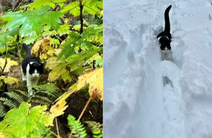 Après qu'une crue ait emporté sa maison, ce chat passe 26 jours dans la nature avant d'être retrouvé
