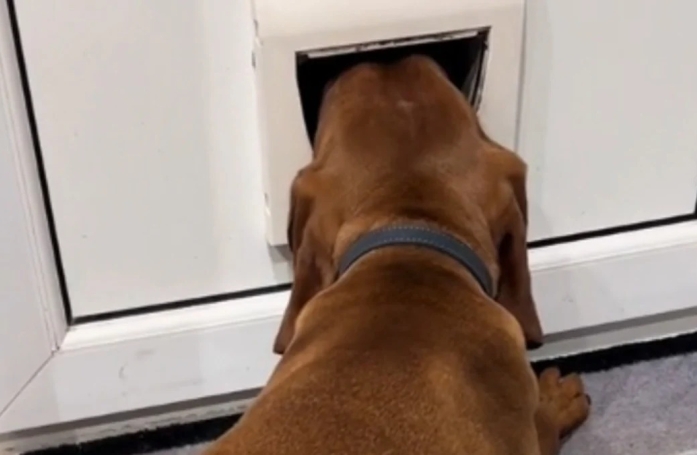 Cet adorable chien passe son temps à surveiller la rue en passant sa tête dans la chatière (vidéo)