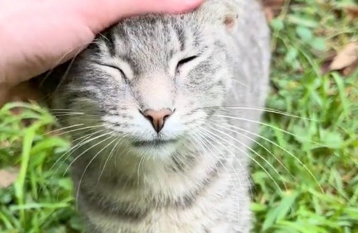 Trois chats abandonnés font une rencontre inattendue lors de leur sauvetage (vidéo)