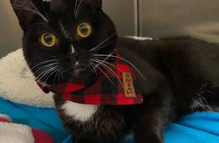 Le geste effectué par les maîtres de ce chat handicapé leur a été rendu au centuple par ce dernier