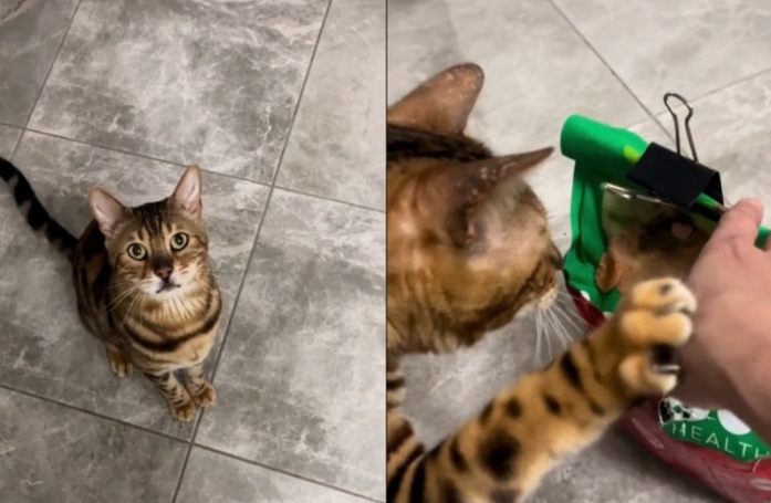 Ce chat qui a éventré son paquet de croquettes n'a aucune culpabilité et en redemande (vidéo)